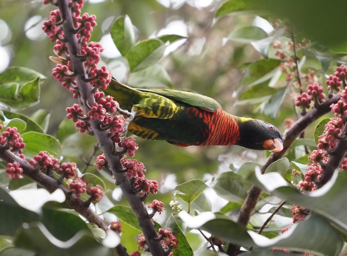 Coconut Lorikeet - ML649494371