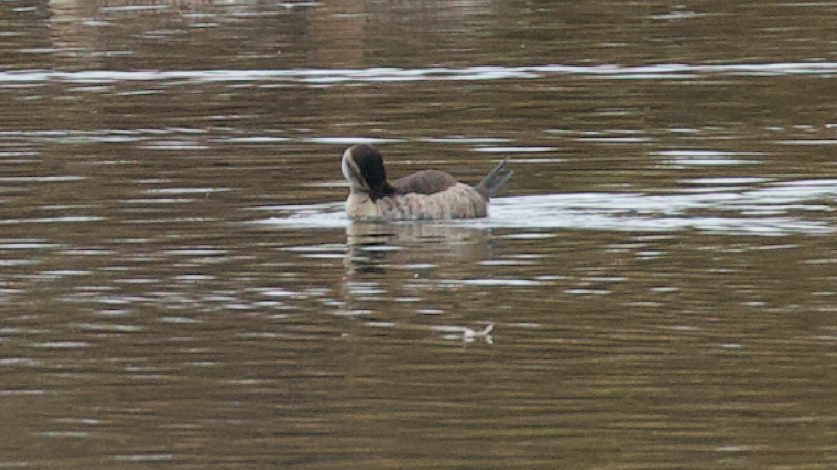 kachnice kaštanová - ML649494842