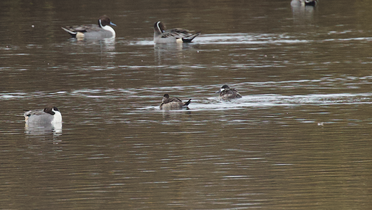 kachnice kaštanová - ML649494848