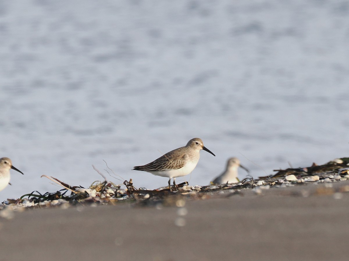 ハマシギ - ML649494850