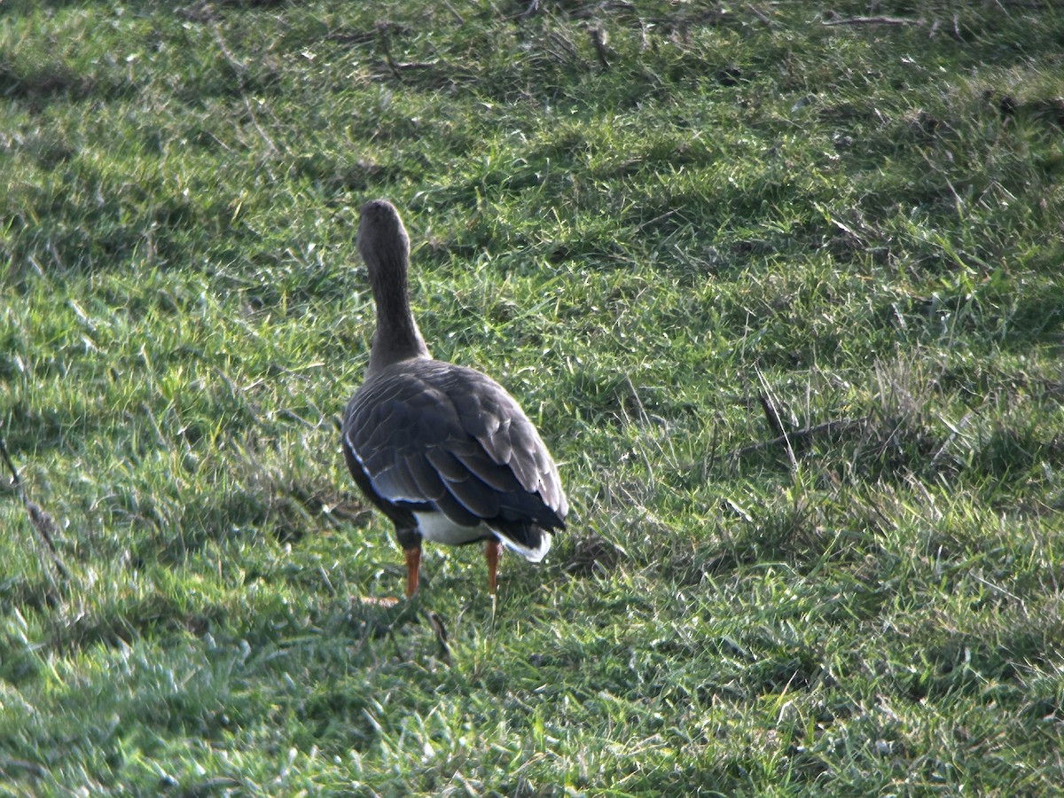 Greater White-fronted Goose - ML649495427