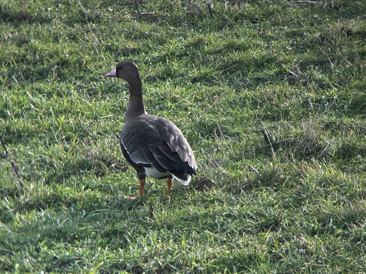 Greater White-fronted Goose - ML649495428