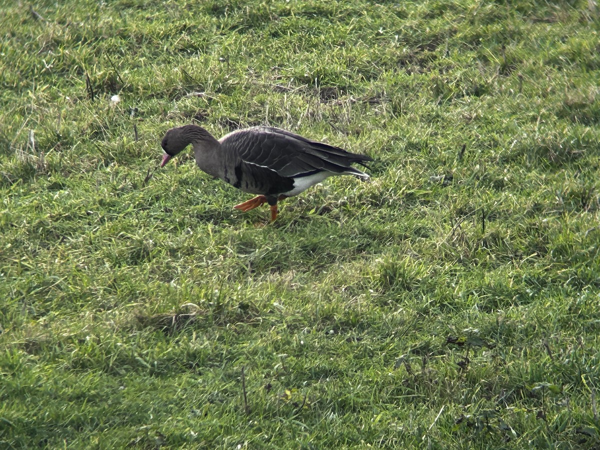 Greater White-fronted Goose - ML649495429