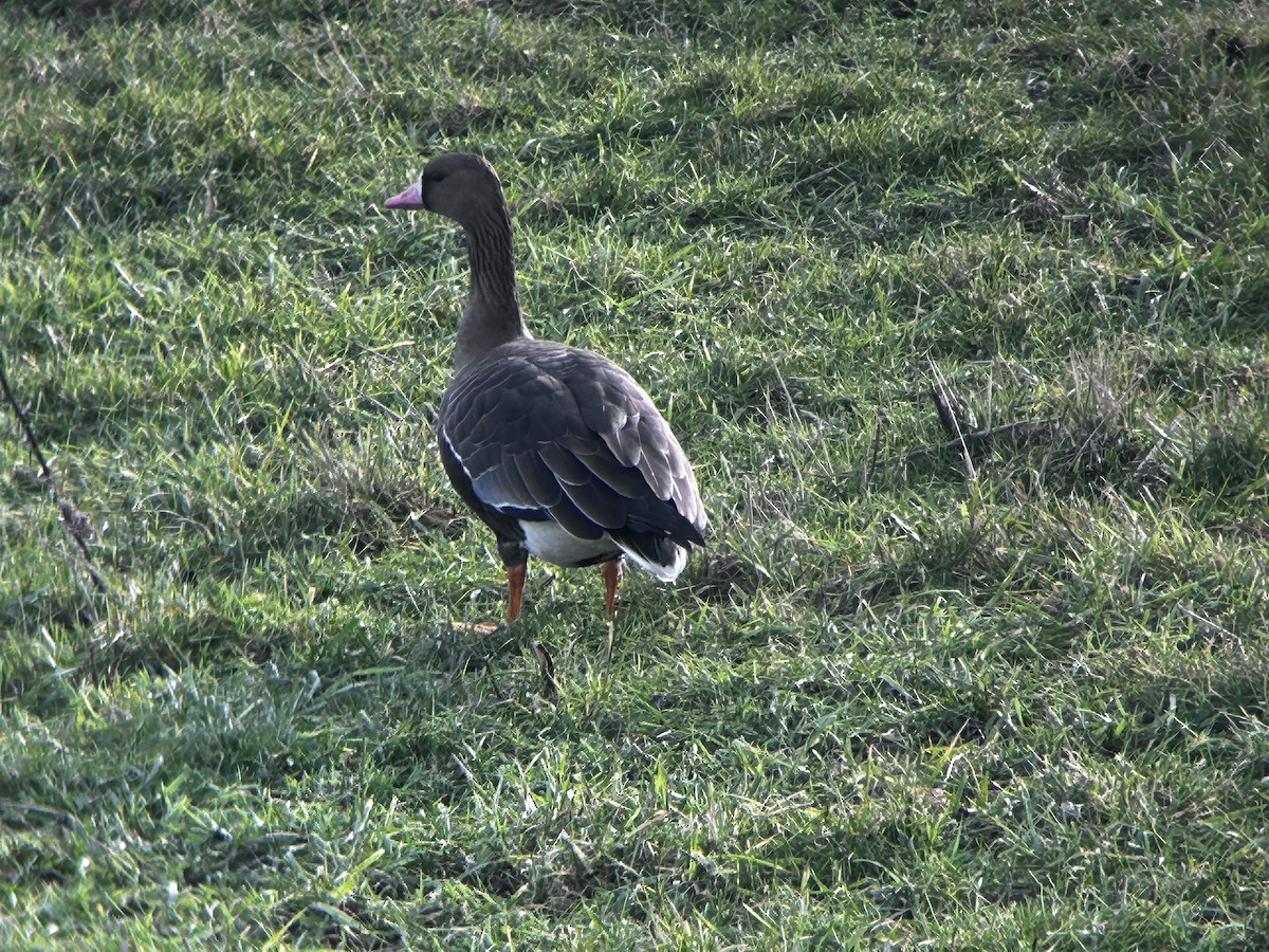 Greater White-fronted Goose - ML649495430
