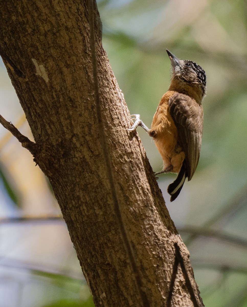 Picumne ocré - ML649496221