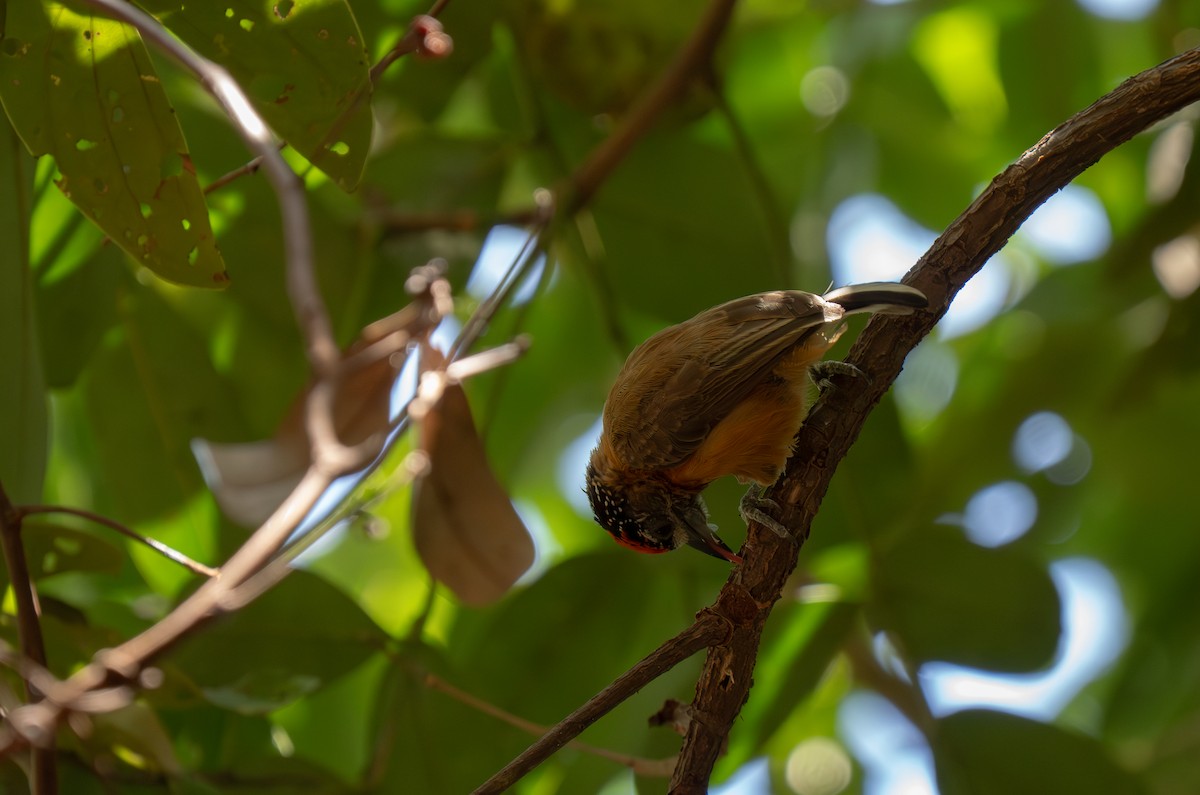 Picumne ocré - ML649496223