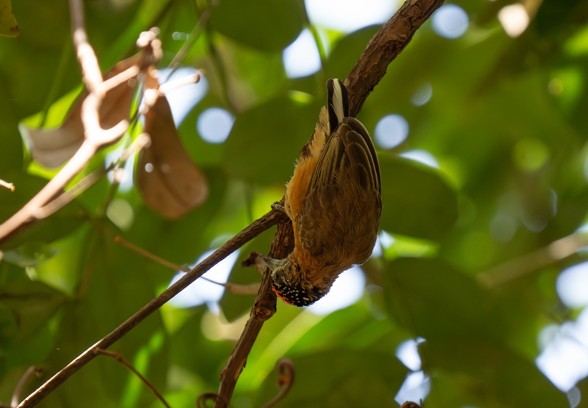 Picumne ocré - ML649496224