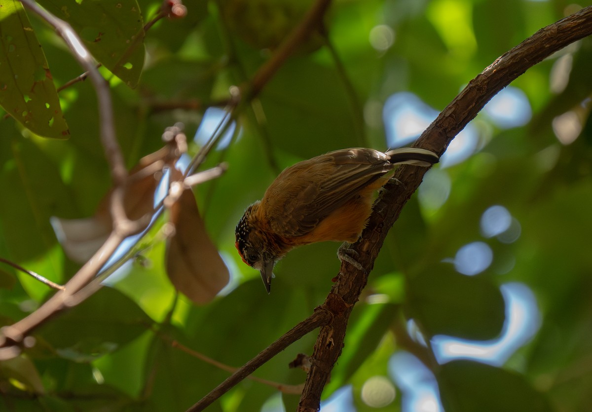 Picumne ocré - ML649496225