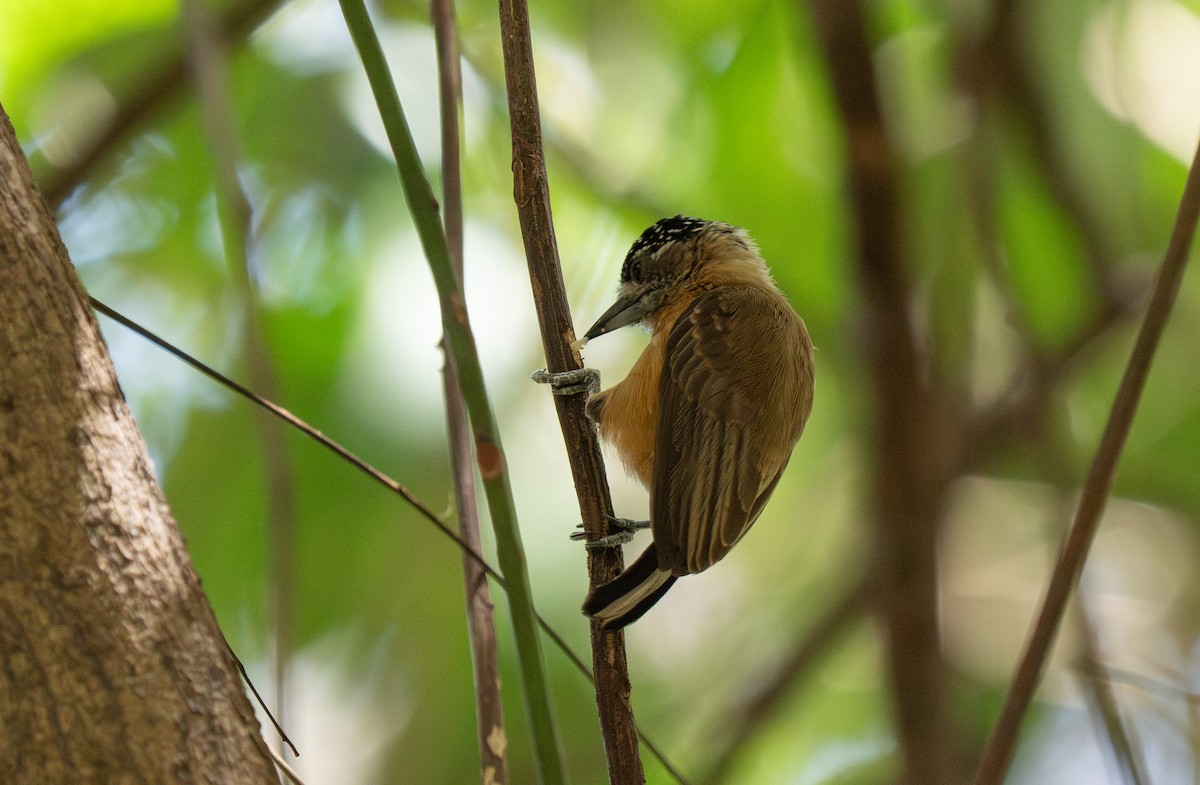 Picumne ocré - ML649496226