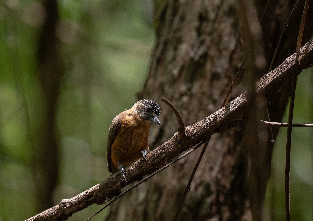 Picumne ocré - ML649496228