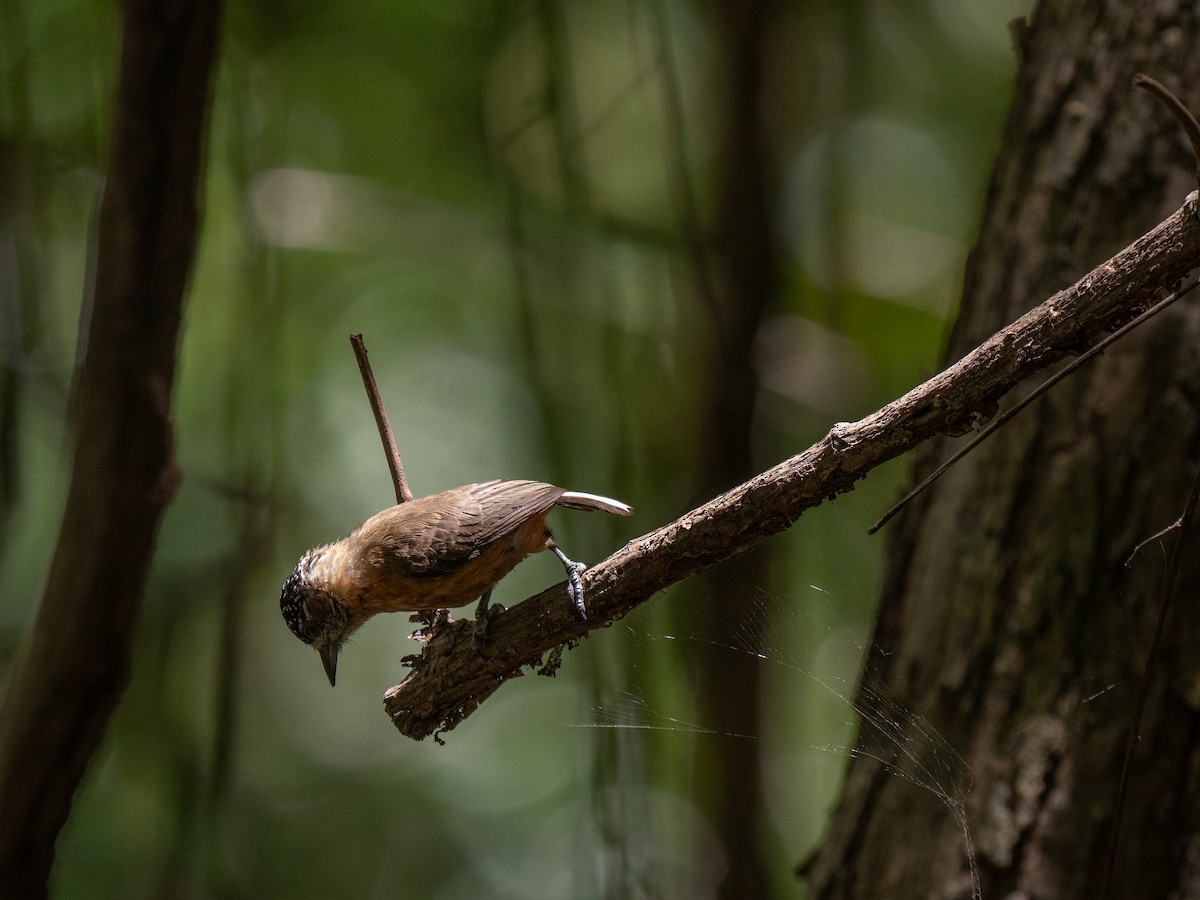 Picumne ocré - ML649496229