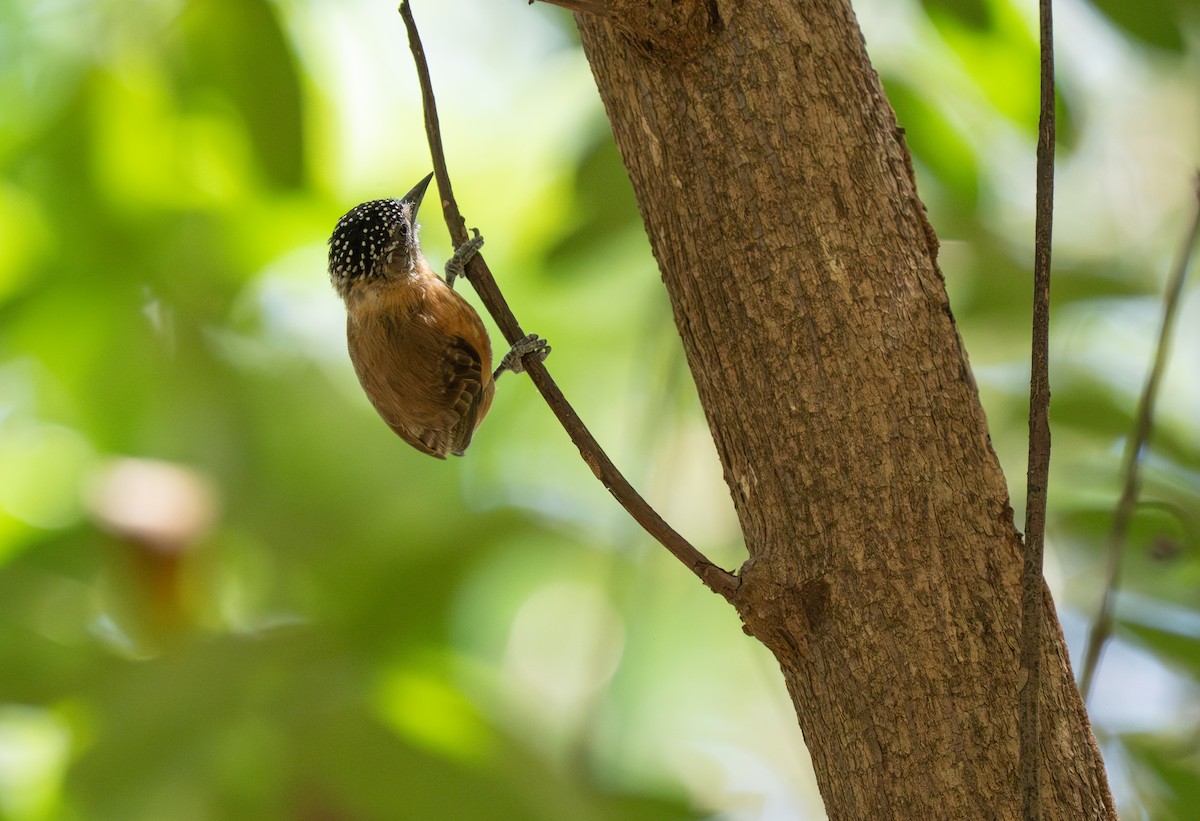 Picumne ocré - ML649496230