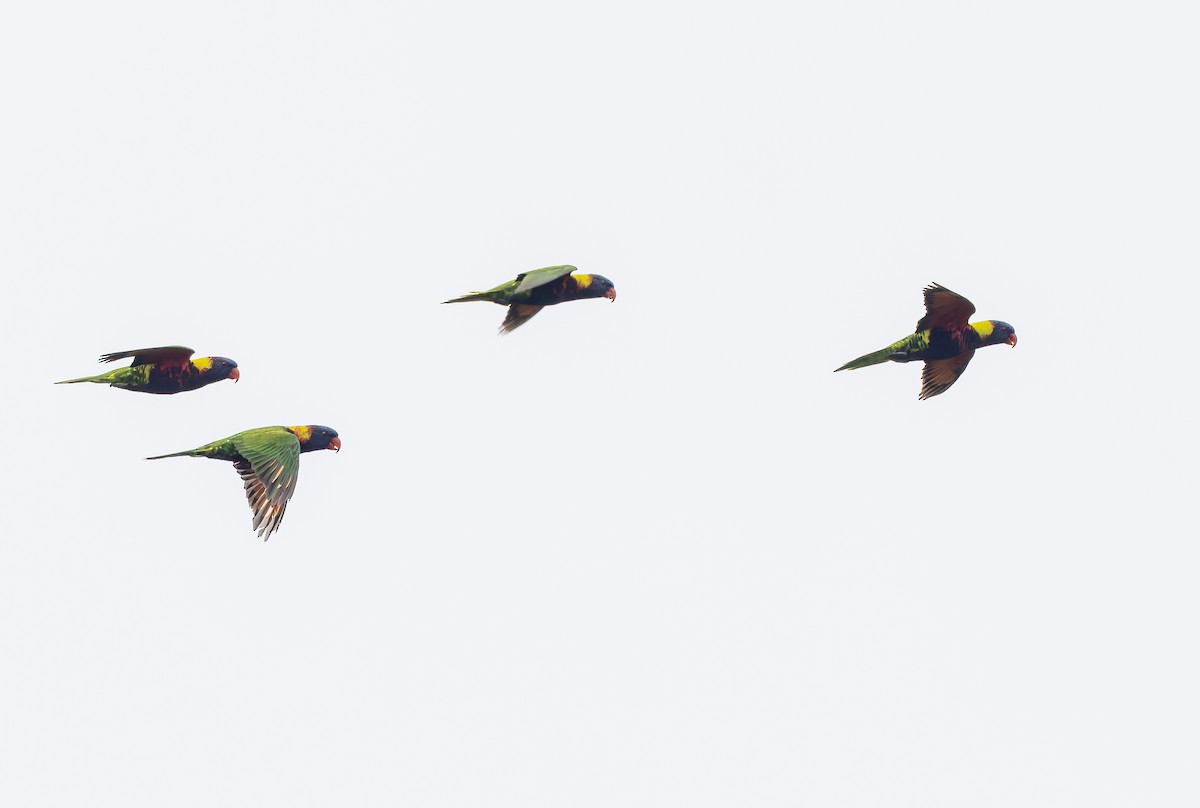 Biak Lorikeet - ML649496254