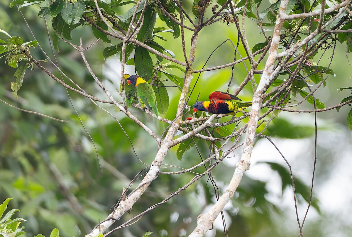Biak Lorikeet - ML649496256