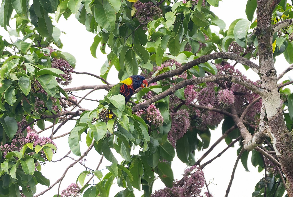 Biak Lorikeet - ML649496257