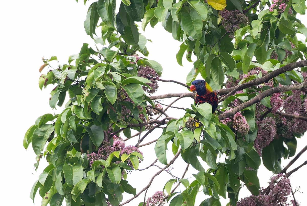 Biak Lorikeet - ML649496258