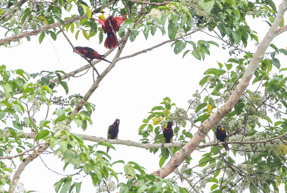 Biak Lorikeet - ML649496289