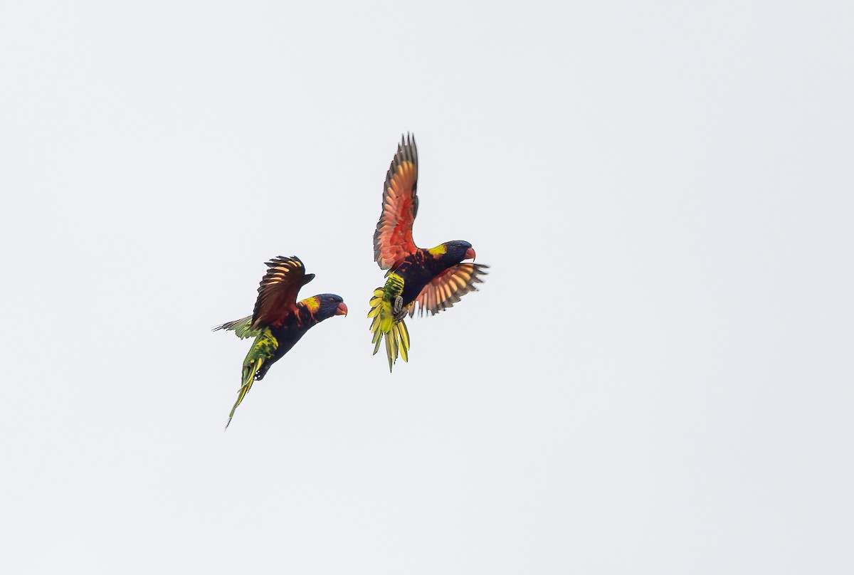 Biak Lorikeet - ML649496587