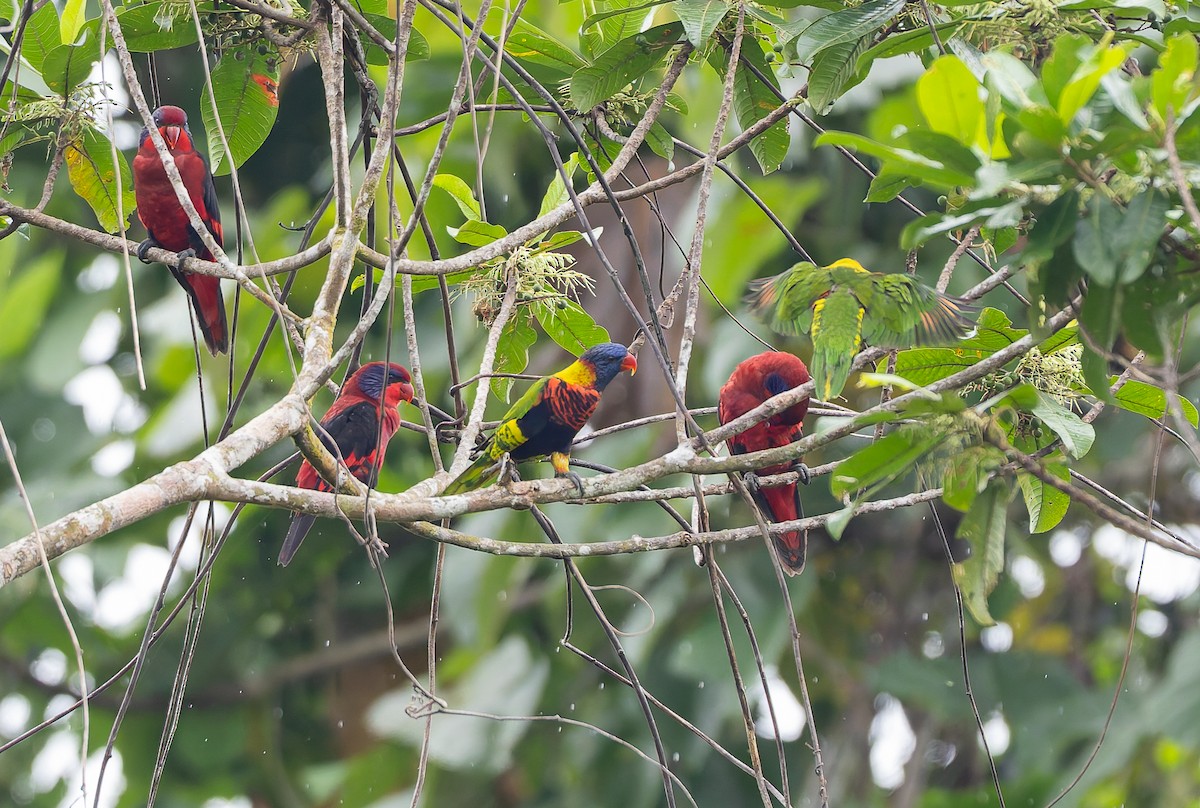 Biak Lorikeet - ML649496606