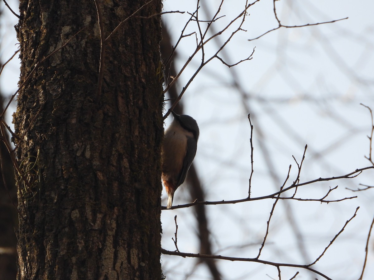 Повзик звичайний - ML649496757