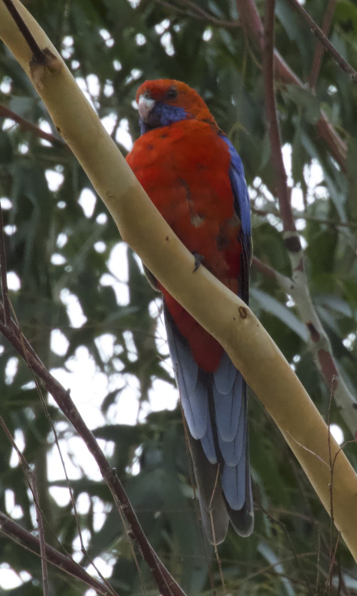 Crimson Rosella - ML649496759