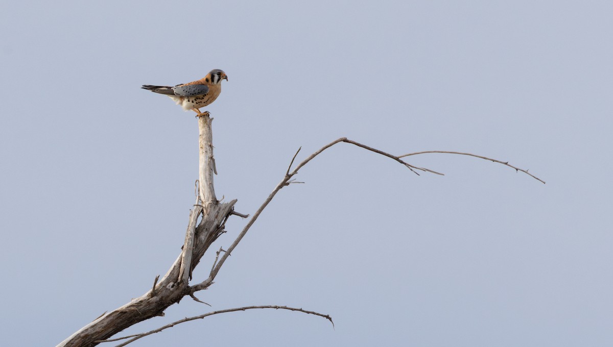 American Kestrel - ML649496760