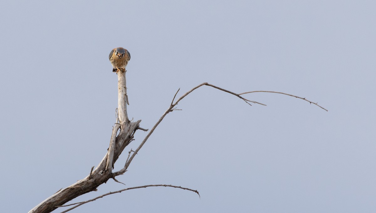 American Kestrel - ML649496761