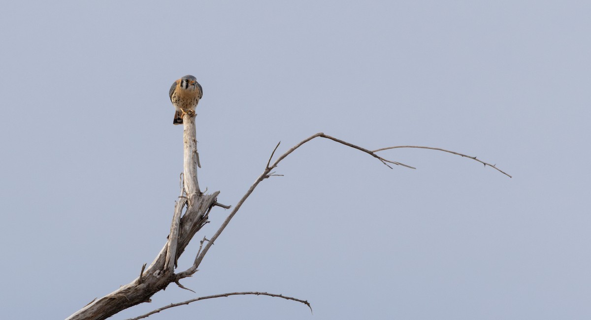 American Kestrel - ML649496762