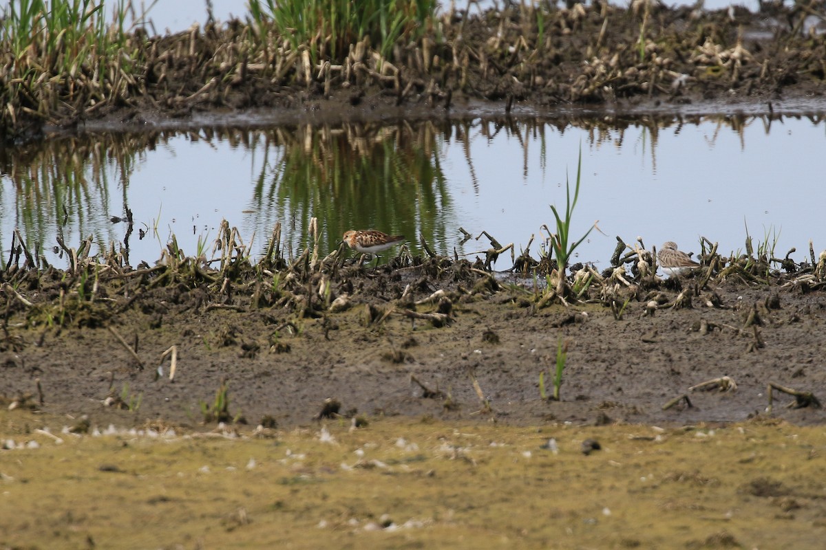 Little Stint - ML649496763
