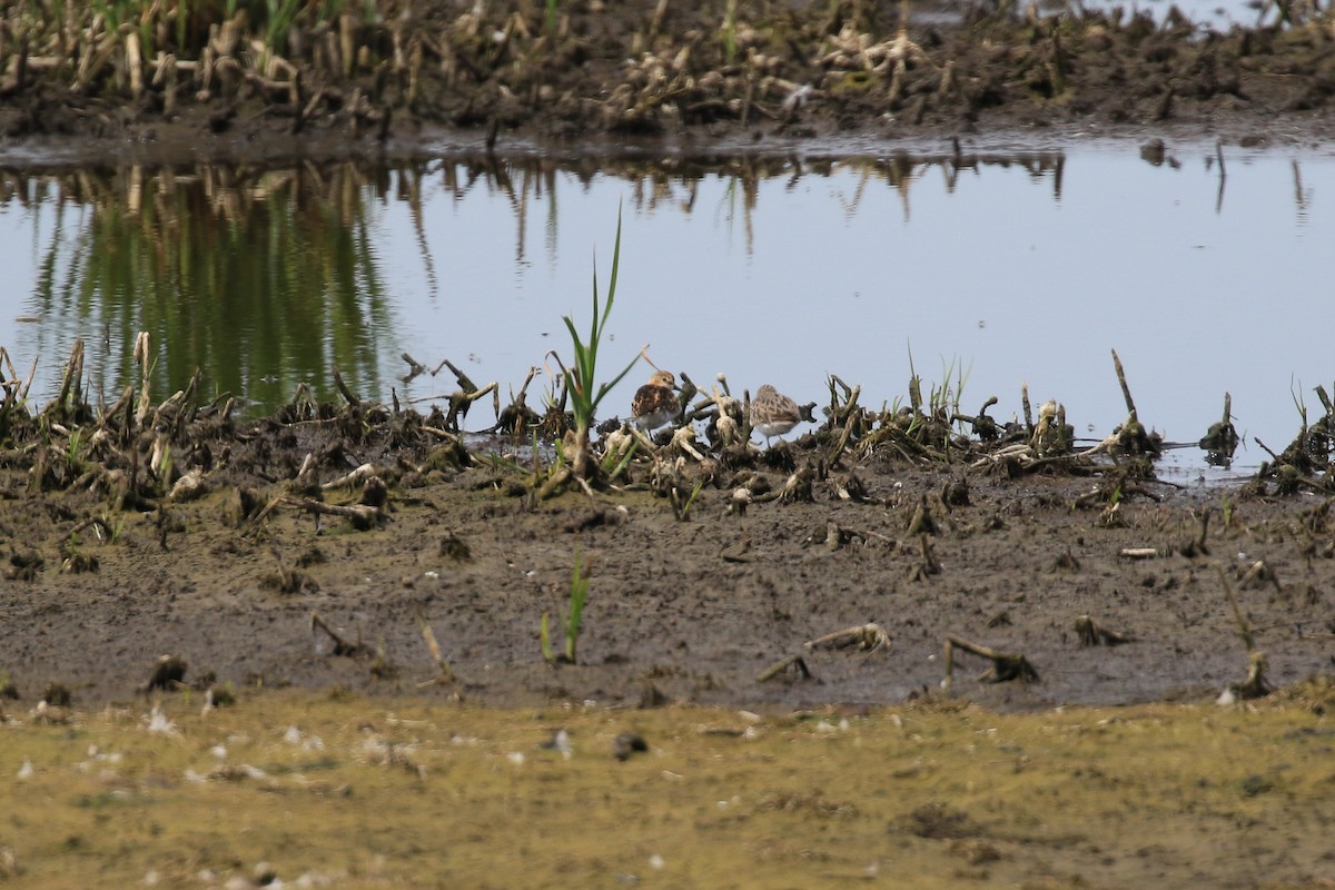 Little Stint - ML649496765