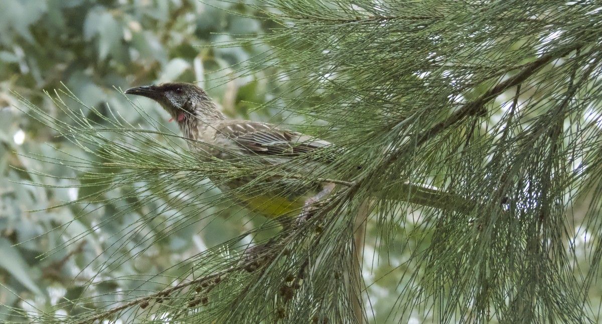 Red Wattlebird - ML649496767