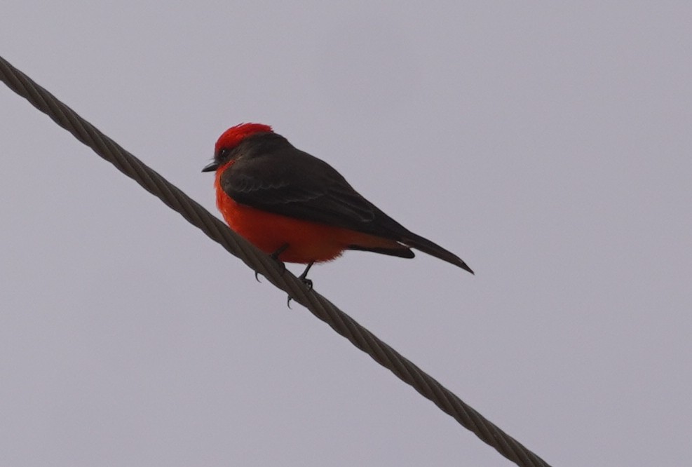 Vermilion Flycatcher - ML649496768