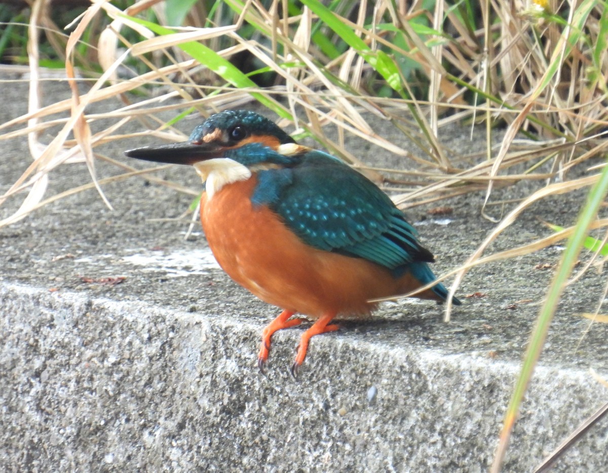 Common Kingfisher - ML649496769