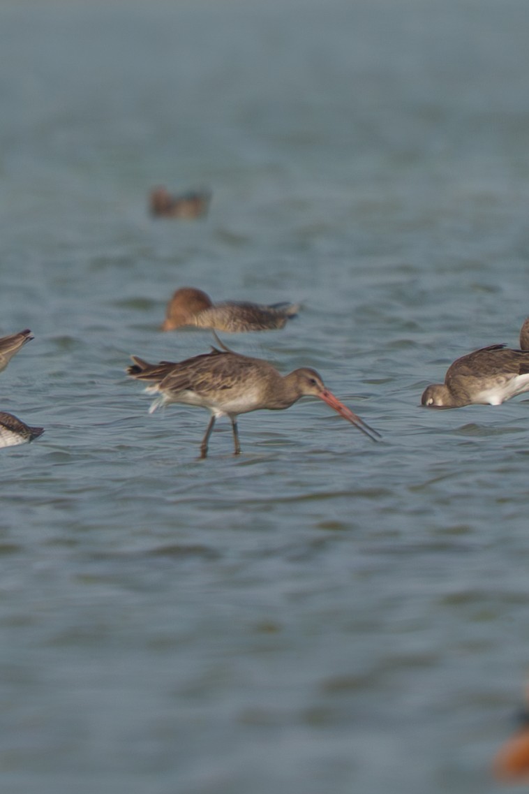 Black-tailed Godwit - ML649496770