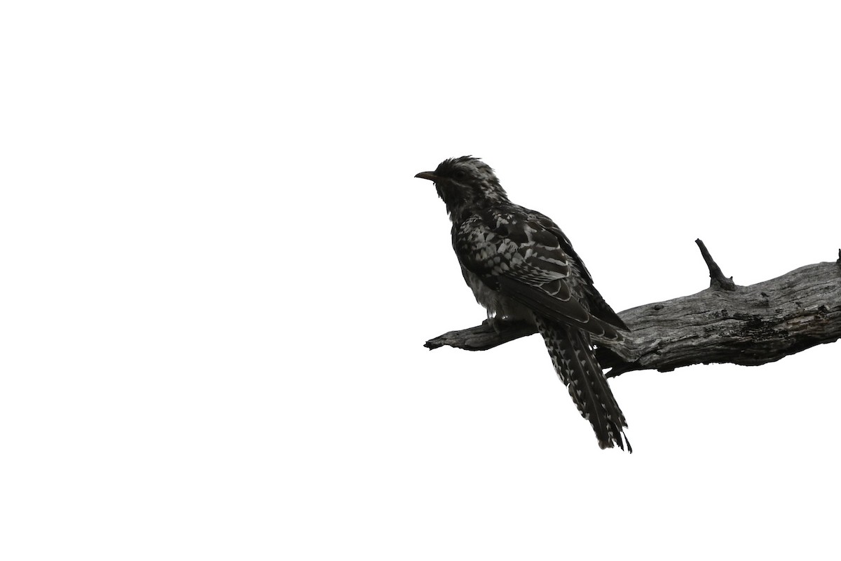 Pallid Cuckoo - ML649496772