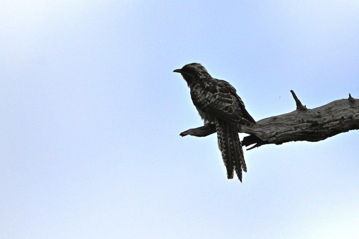 Pallid Cuckoo - ML649496773