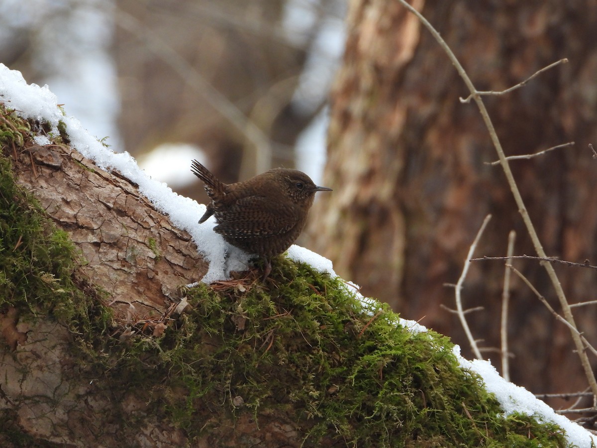 Eurasian Wren - ML649496775