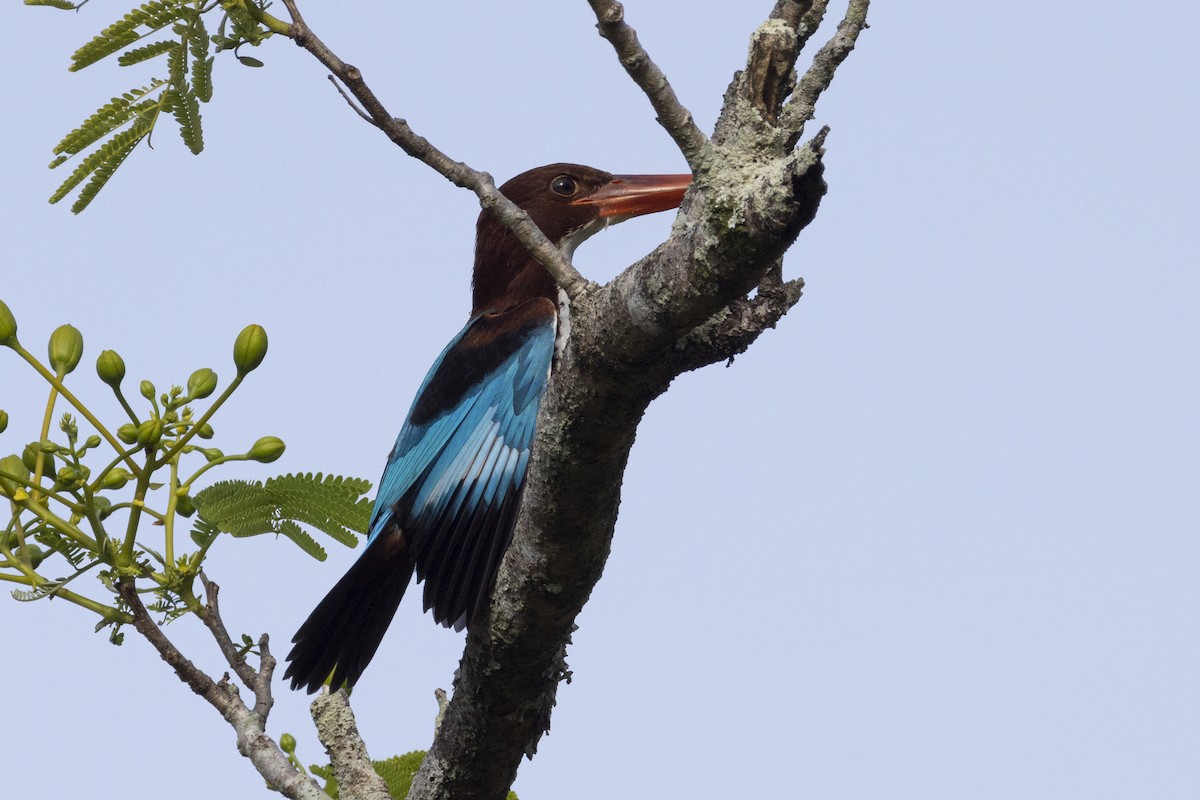 White-throated Kingfisher - ML649496777