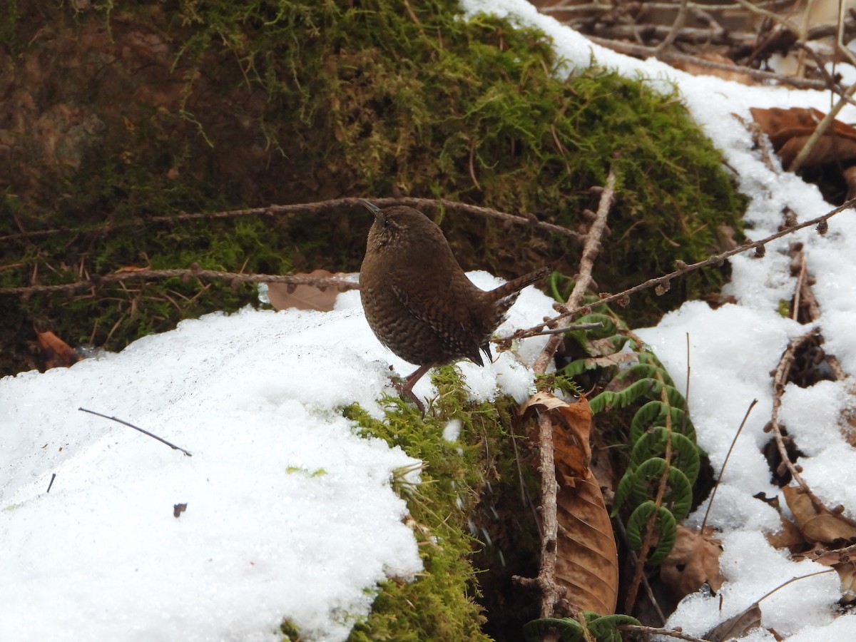 Eurasian Wren - ML649496779