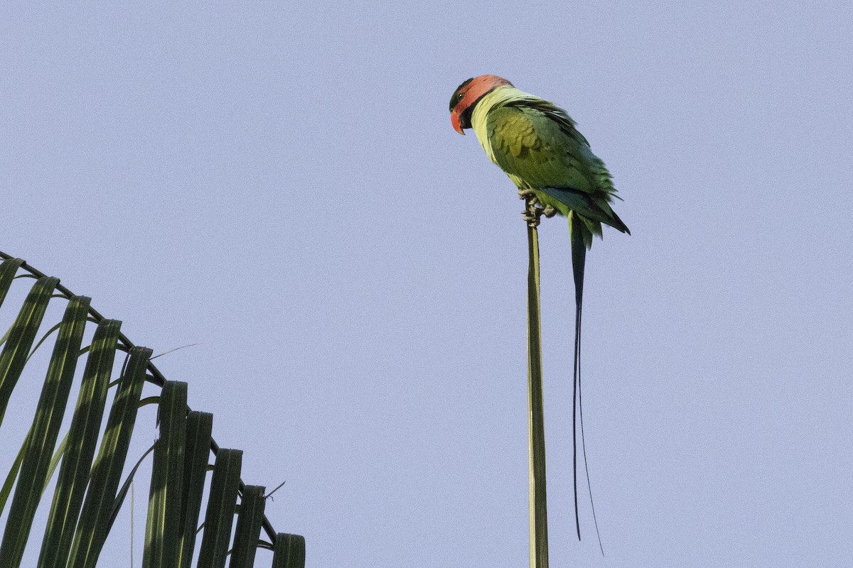 Long-tailed Parakeet - ML649496780