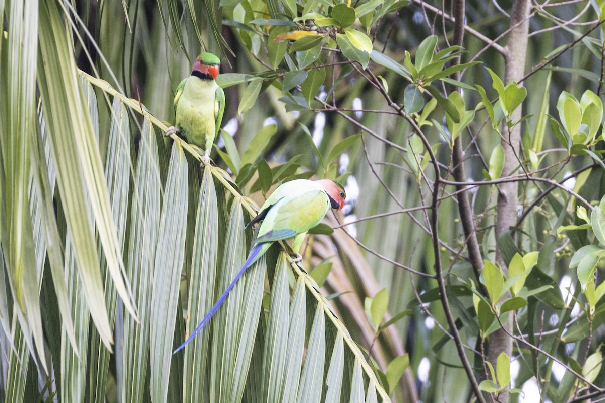 Long-tailed Parakeet - ML649496781