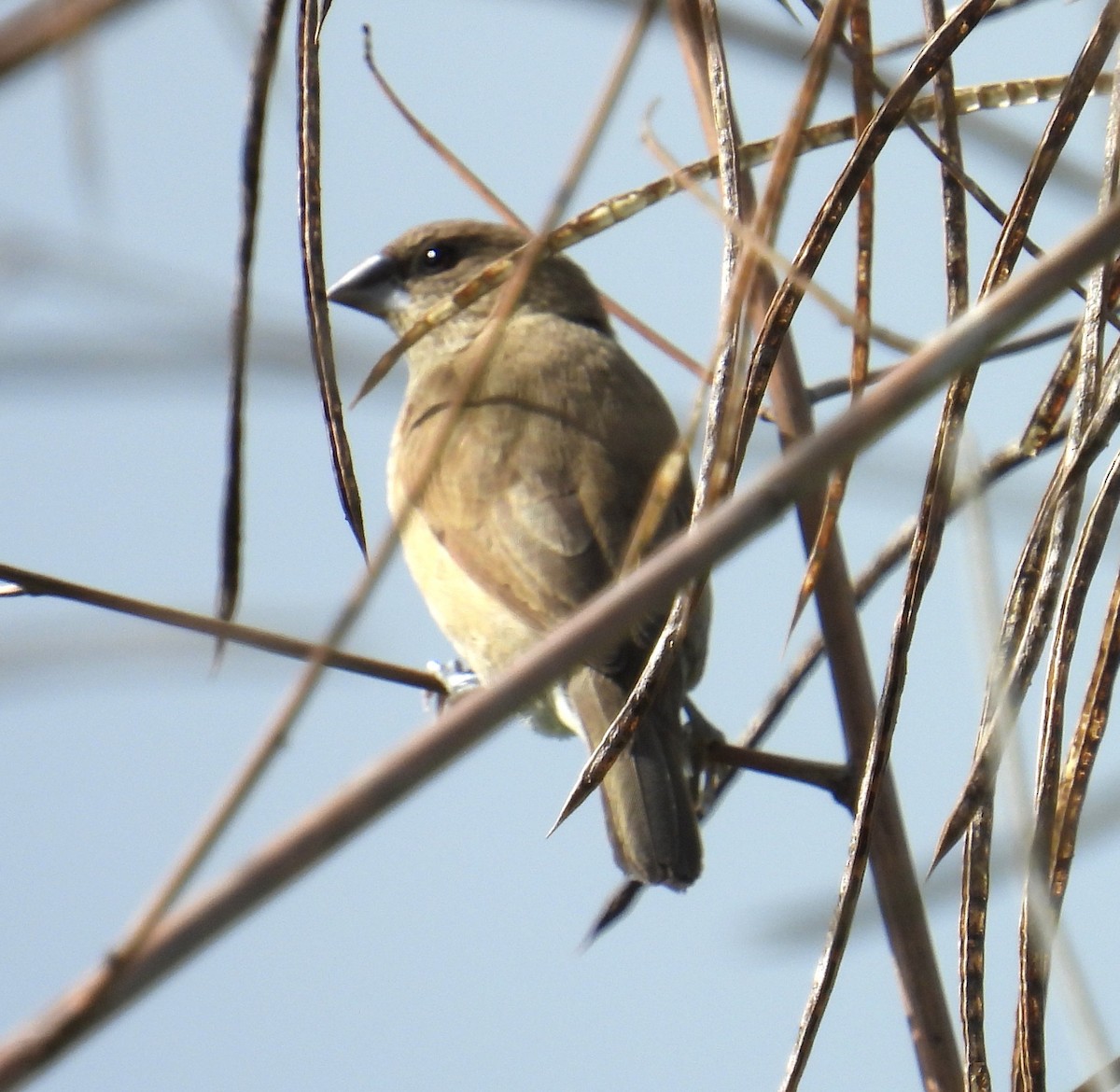 Scaly-breasted Munia - ML649496783