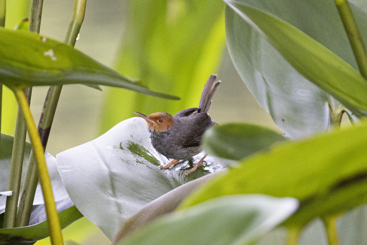 Ashy Tailorbird - ML649496784