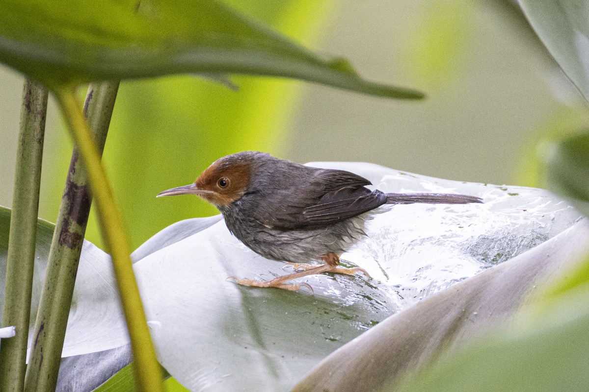 Ashy Tailorbird - ML649496785