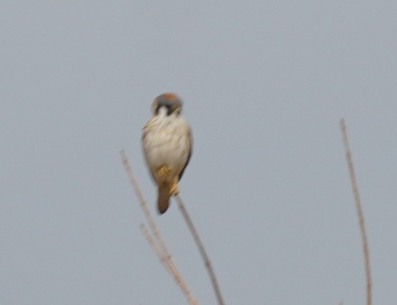 American Kestrel - ML649496786