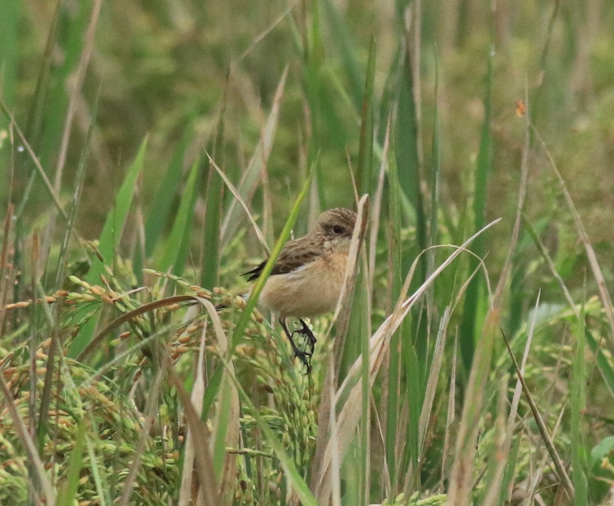 Siberian Stonechat - ML649496787