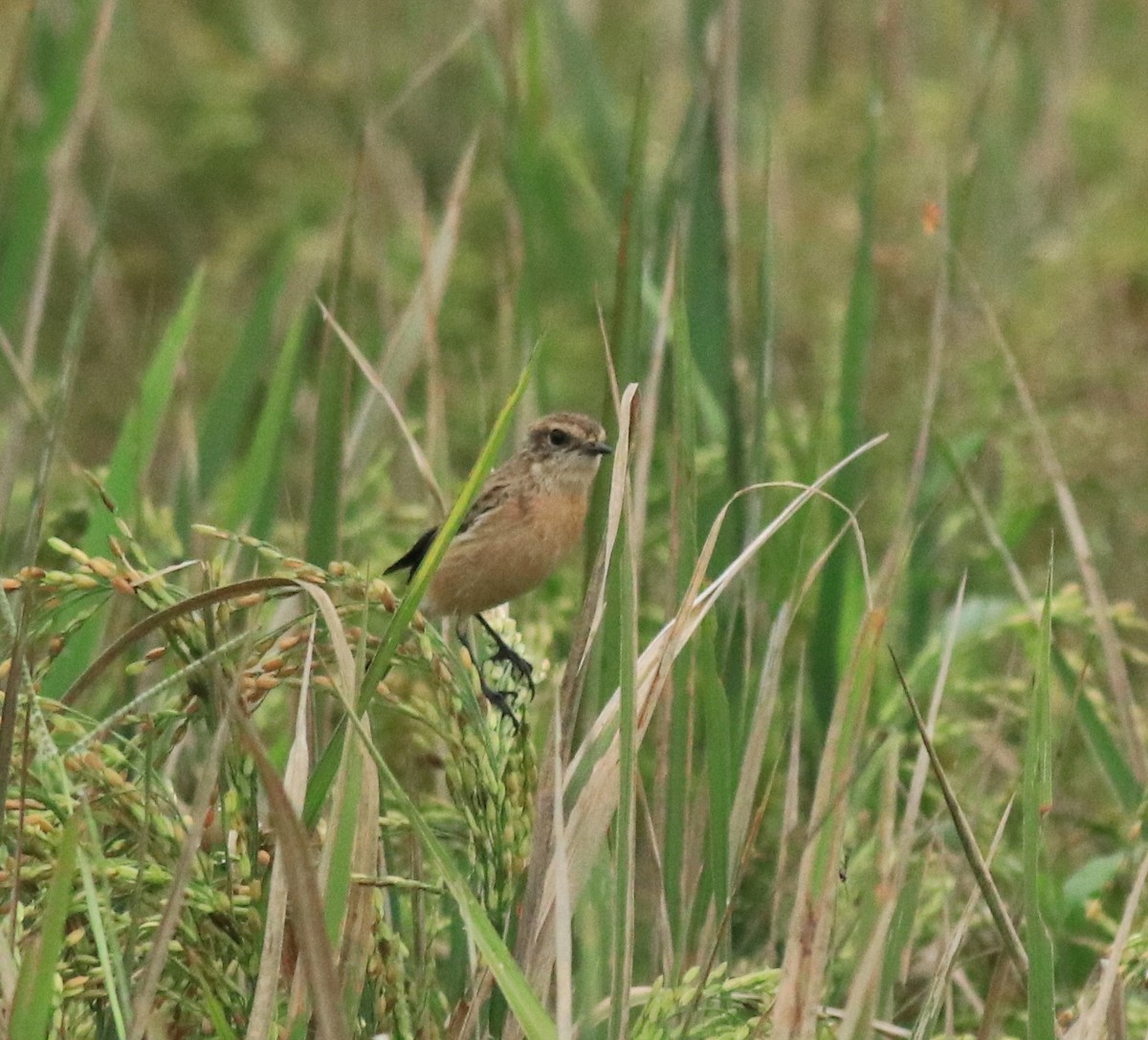 Siberian Stonechat - ML649496788