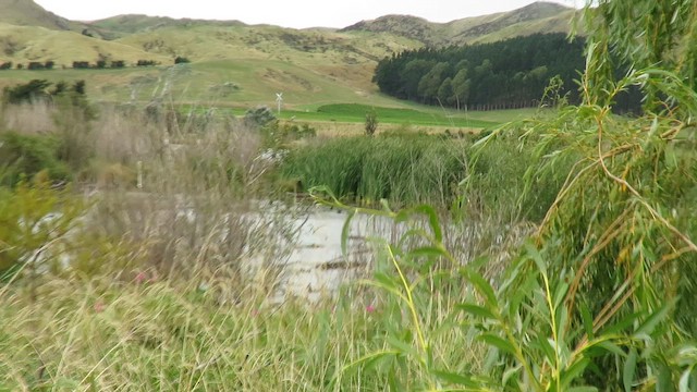 Haarschopftaucher - ML649497058