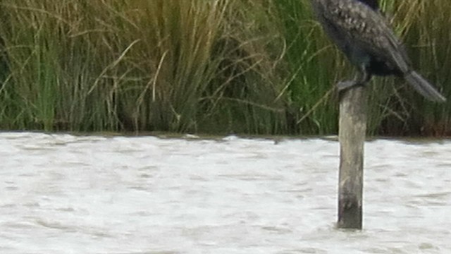 Schwarzscharbe - ML649497126