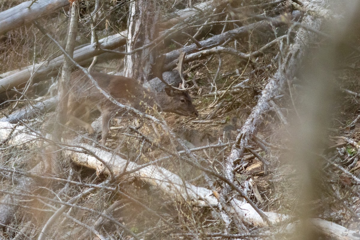 European Fallow Deer - ML649497271